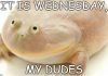 The 18 Best It Is Wednesday, My Dudes Memes | Meaning & Origins its wednesday my dudes meme