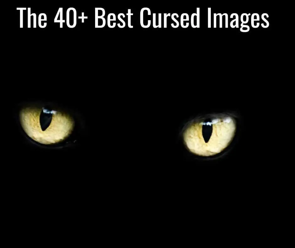 The 40 Best Cursed Images R Cursedimages Meme Origins