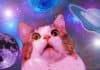 The Very Best Crying Cat Memes | Plus Sad Cat Meaning & Backstory
