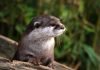 The 10+ Best ‘Benedict Cumberbatch Looks Like an Otter’ Memes otter meme