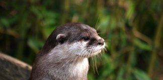 The 10+ Best ‘Benedict Cumberbatch Looks Like an Otter’ Memes otter meme